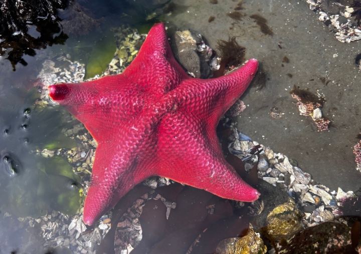 Bat Star